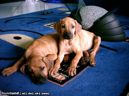 Rhodesian Ridgeback Ganja und Kimba