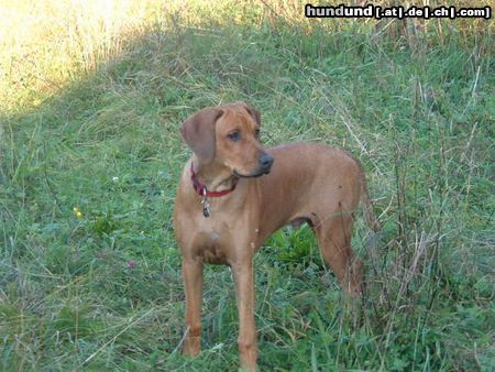 Rhodesian Ridgeback Sandro