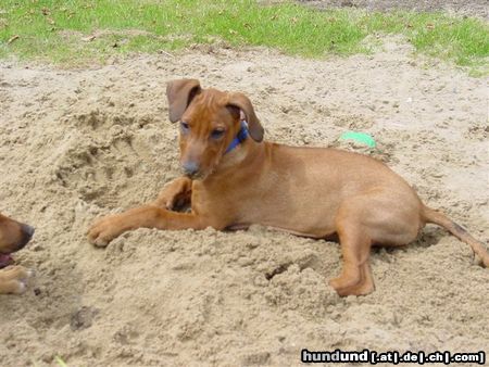 Rhodesian Ridgeback Neo 4 Monate nach dem Kampf ....