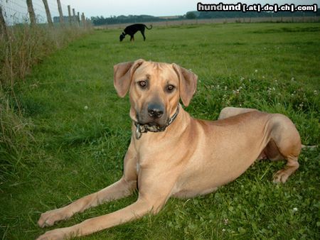 Rhodesian Ridgeback Shirly hat Feierabend