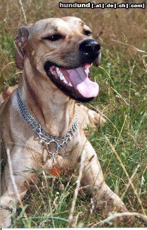 Rhodesian Ridgeback Meine Zicke