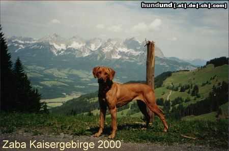 Rhodesian Ridgeback KAPOBA`S ZABA KAISERGEBIRGE 2000