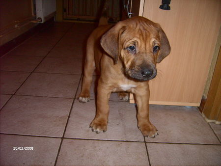 Rhodesian Ridgeback Tarek 