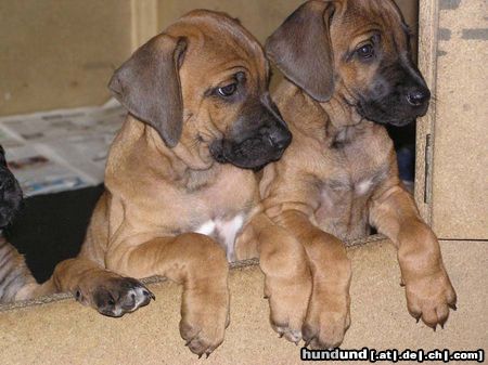 Rhodesian Ridgeback Inzwischen sind sie über ein Jahr...