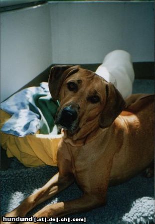 Rhodesian Ridgeback KAPOBA`S ZABA 2004