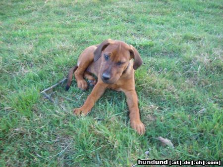 Rhodesian Ridgeback *Zwinker*