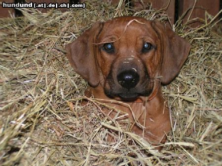 Rhodesian Ridgeback Aida im Pferdestall