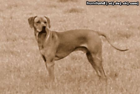 Rhodesian Ridgeback Unser Bantou