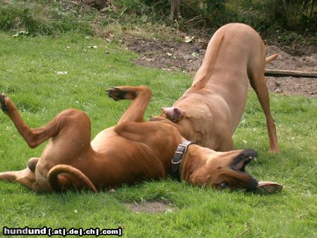 Rhodesian Ridgeback ist das lustig