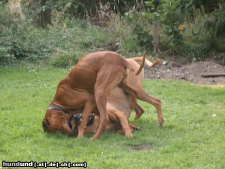 Rhodesian Ridgeback wer wird denn hier wohl sieger sein???