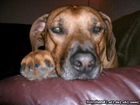 Rhodesian Ridgeback ben 