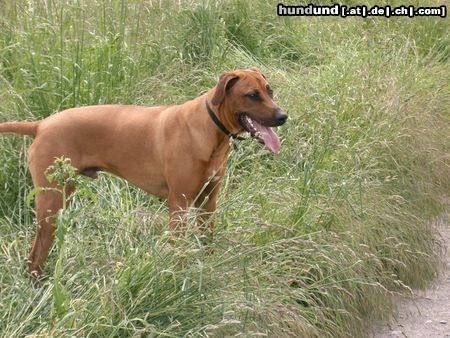 Rhodesian Ridgeback Unser Fynn