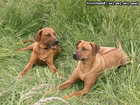 Rhodesian Ridgeback ben und fynn