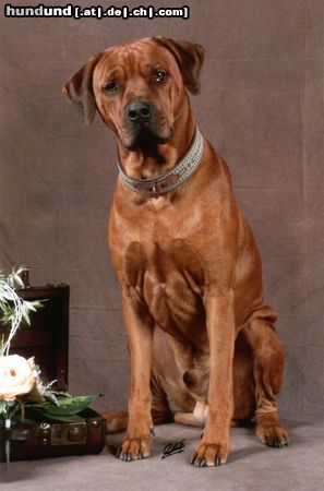 Rhodesian Ridgeback Unser Paco