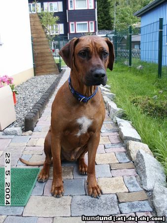 Rhodesian Ridgeback Chris beim Fototermin