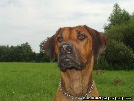 Rhodesian Ridgeback Conjali Phansulu