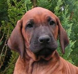 Rhodesian Ridgeback Dayo Banjoko