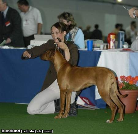 Rhodesian Ridgeback Heshima ya Kimba Dizzy Scooby-Dee