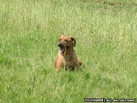 Rhodesian Ridgeback ben