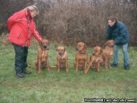 Rhodesian Ridgeback fünf freunde