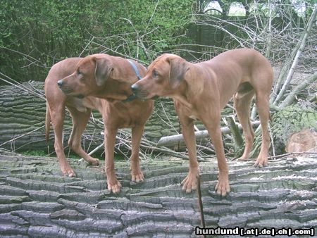 Rhodesian Ridgeback Wo ist der Löwe???