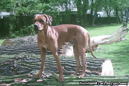 Rhodesian Ridgeback BANTOU 11 monate