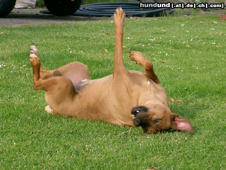 Rhodesian Ridgeback ben