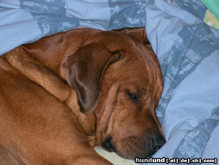 Rhodesian Ridgeback oh, ein riesenknuddel müder ridgi