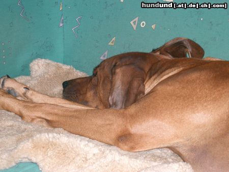 Rhodesian Ridgeback und noch ein müder ridgi, diesmal der kleine bruder!