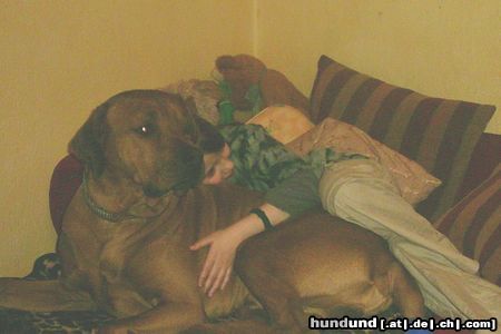 Rhodesian Ridgeback immer lieb und freundlich, paco