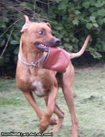 Rhodesian Ridgeback Ein irrer Blick