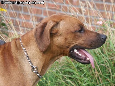 Rhodesian Ridgeback