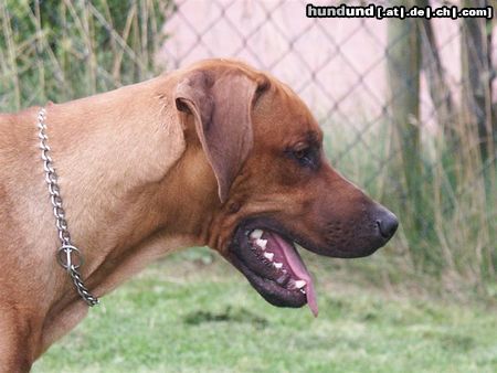 Rhodesian Ridgeback