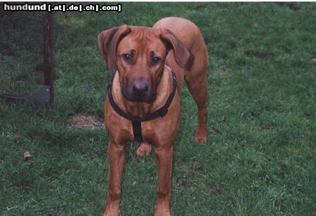 Rhodesian Ridgeback