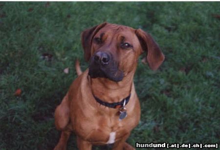 Rhodesian Ridgeback Bin ich nich ne hübsche?