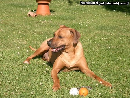 Rhodesian Ridgeback