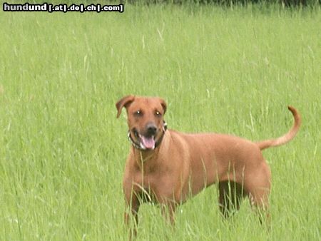 Rhodesian Ridgeback