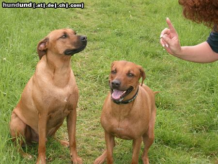 Rhodesian Ridgeback