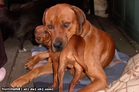 Rhodesian Ridgeback RR und Zwergpinscher der sich für einen RR hält, kuscheln!