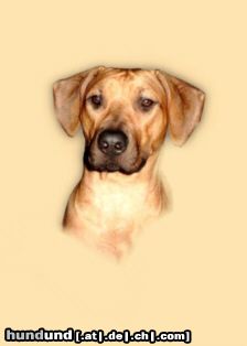 Rhodesian Ridgeback mein Mädchen