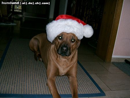 Rhodesian Ridgeback