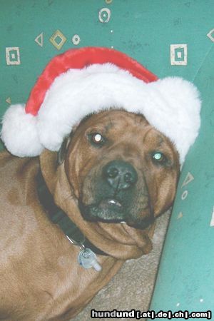 Rhodesian Ridgeback nikolaus? nein, nikopaco!!!