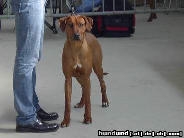 Rhodesian Ridgeback Kampfschläfer HyK Dizzy Scooby-Dee