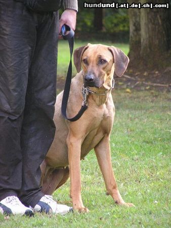 Rhodesian Ridgeback