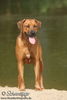 Rhodesian Ridgeback Hund