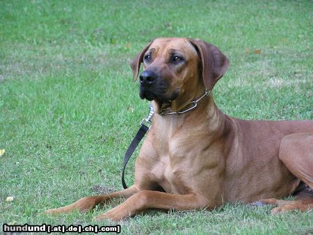 Rhodesian Ridgeback