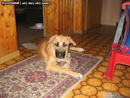 Rhodesian Ridgeback Lea