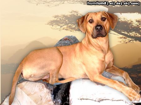 Rhodesian Ridgeback Bitte recht freundlich