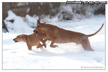 Rhodesian Ridgeback Rufus & Cooper