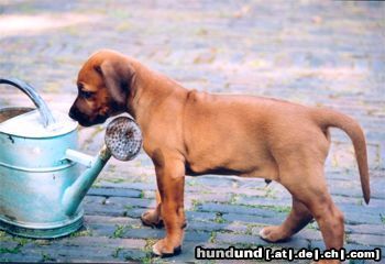 Rhodesian Ridgeback